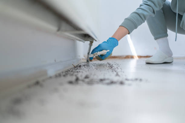 Flea Control Services in Greentown, OH